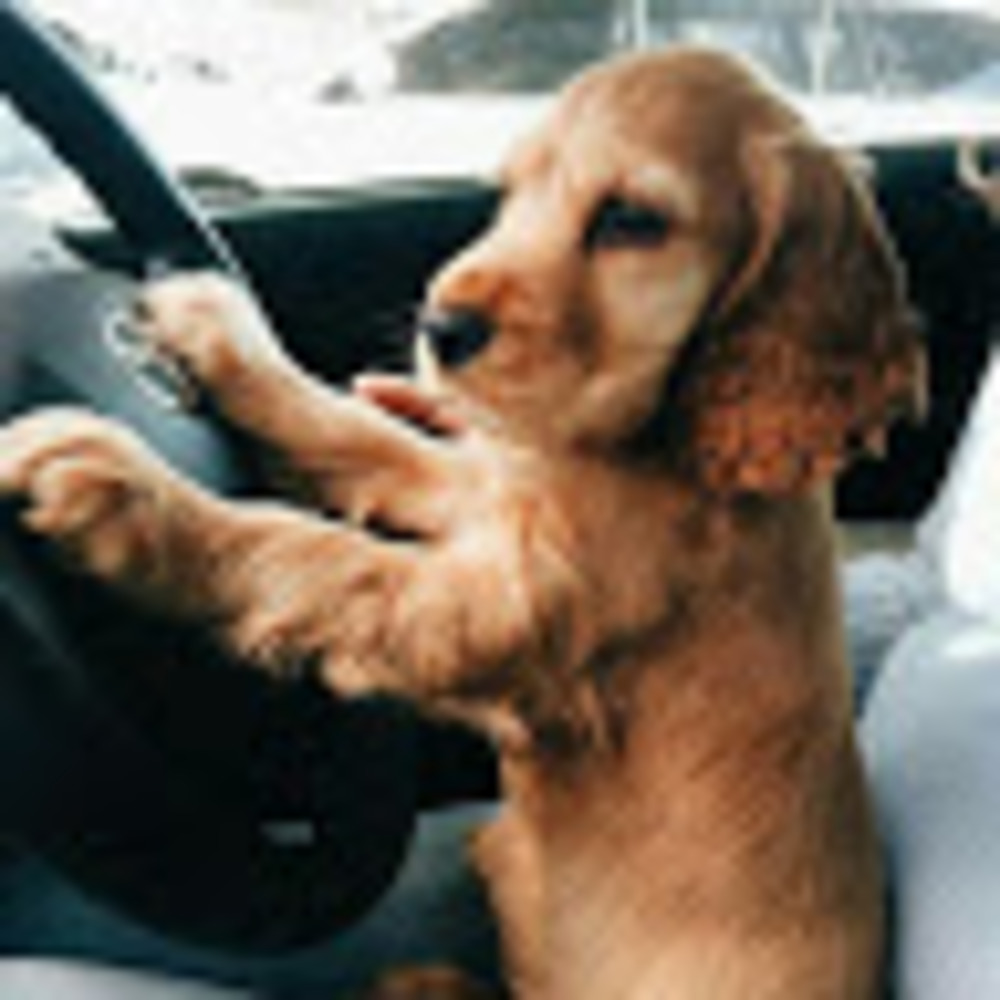 Meet your Posher, Zoe1320